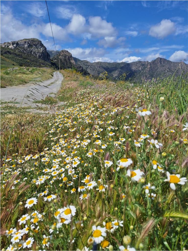 Wandelen bij Ventas de Zafarraya